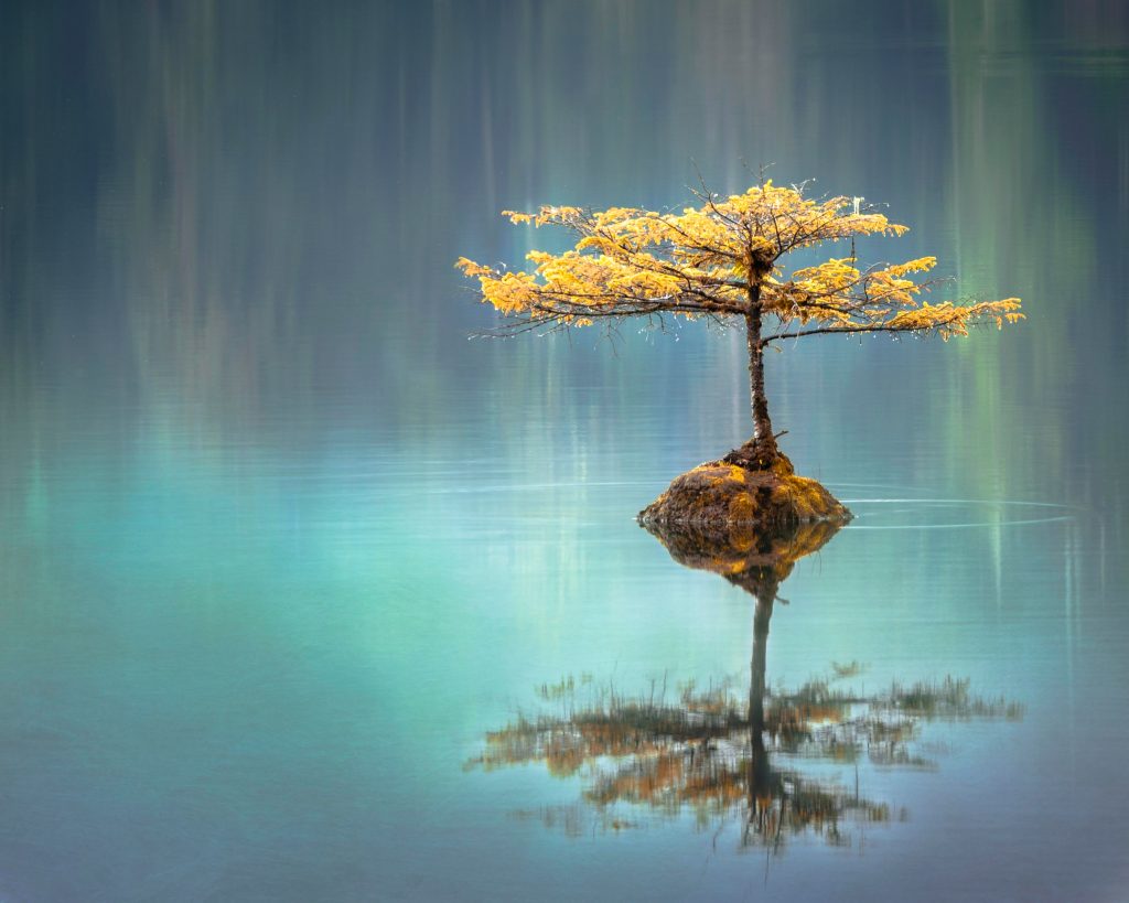 Árbol en lago